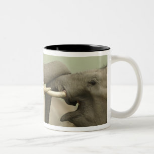 Indische Asiatische Elefanten spielen kämpfend Zweifarbige Tasse