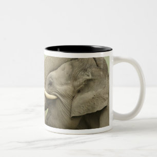 Indische Asiatische Elefanten spielen kämpfend Zweifarbige Tasse
