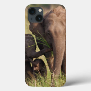 Indische Asiatische Elefantenfamilie in der Savann iPhone 13 Hülle