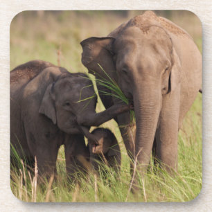 Indische asiatische Elefantenfamilie in der Savann Getränkeuntersetzer