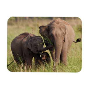 Indische asiatische Elefantenfamilie in der Savann Magnet