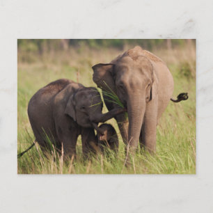 Indische asiatische Elefantenfamilie in der Savann Postkarte