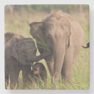 Indische Asiatische Elefantenfamilie in der Savann Steinuntersetzer
