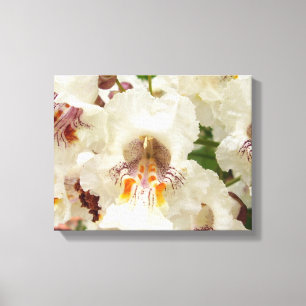 Indische Bean Tree Blume Canvas Print Leinwanddruck