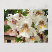Indische Bean Tree Blume Postkarte (Vorderseite)