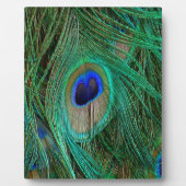 Indische Blaupfauenfresser Fotoplatte (Vorderseite)