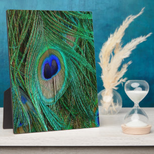 Indische Blaupfauenfresser Fotoplatte