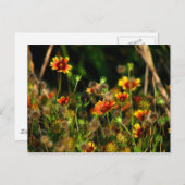 Indische Decken Postkarte (Vorne/Hinten)