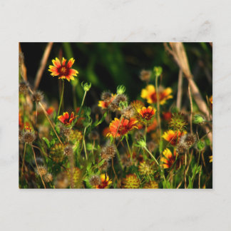 Indische Decken Postkarte