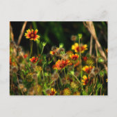 Indische Decken Postkarte (Vorderseite)