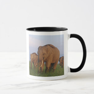 Indische Elefanten im Grasland Tasse