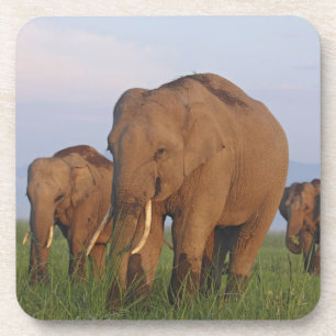 Indische Elefanten im Grasland Untersetzer