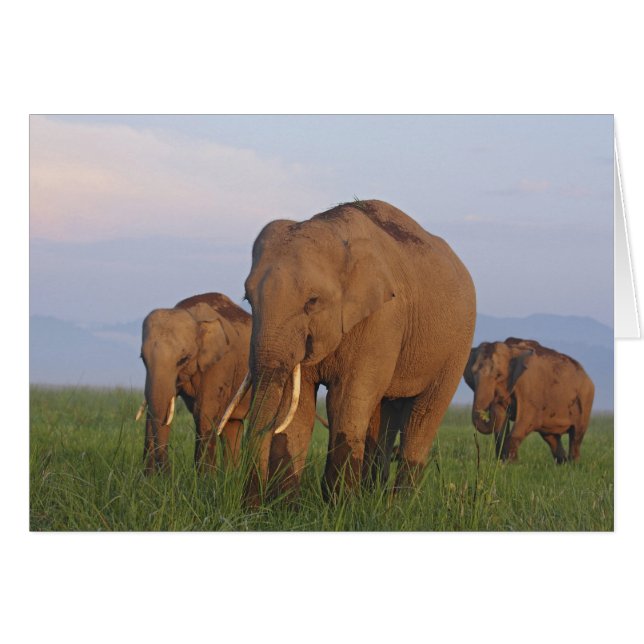 Indische Elefanten im Grassland (Vorderseite (Horizontal))