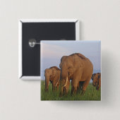 Indische Elefanten im Grassland Button (Vorne & Hinten)
