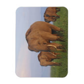 Indische Elefanten im Grassland Magnet (Vertikal)