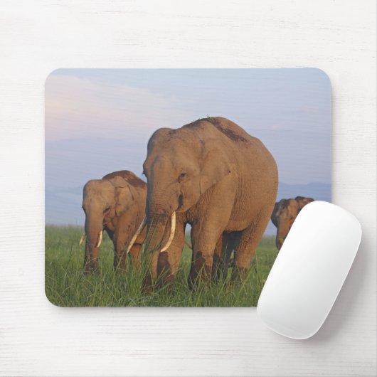 Indische Elefanten im Grassland Mousepad (Mit Mouse)