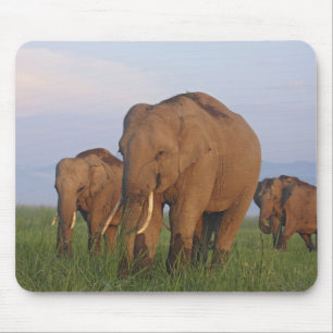 Indische Elefanten im Grassland Mousepad