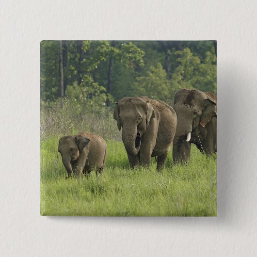 indische Elefantenfamilie Button (Vorderseite)
