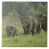 indische Elefantenfamilie Fliese (Vorderseite)