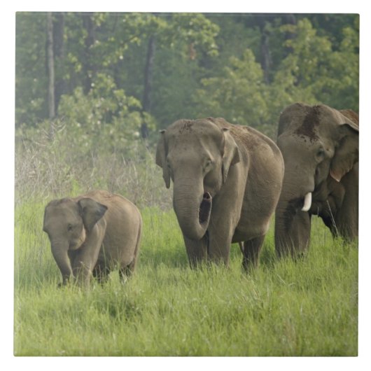indische Elefantenfamilie Fliese (Vorderseite)