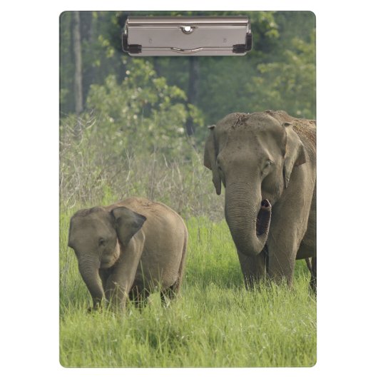 indische Elefantenfamilie Klemmbrett (Vorderseite)