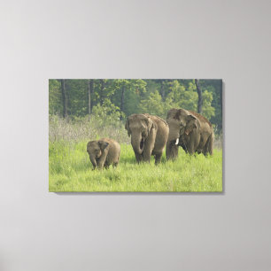 indische Elefantenfamilie Leinwanddruck