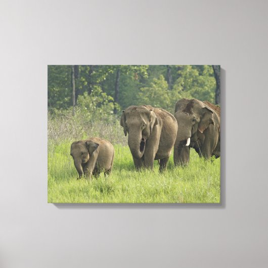 indische Elefantenfamilie Leinwanddruck (Vorderseite)