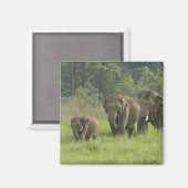 indische Elefantenfamilie Magnet (Vorderseite/Rückseite)