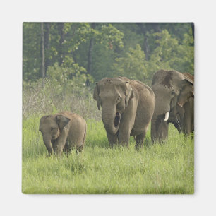indische Elefantenfamilie Magnet
