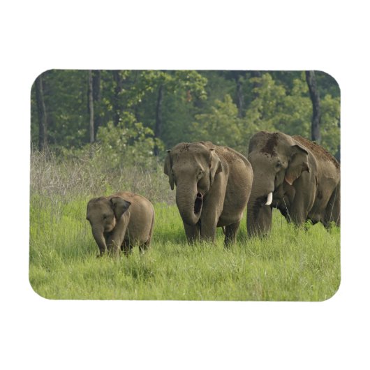 indische Elefantenfamilie Magnet (Horizontal)