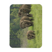indische Elefantenfamilie Magnet (Vertikal)