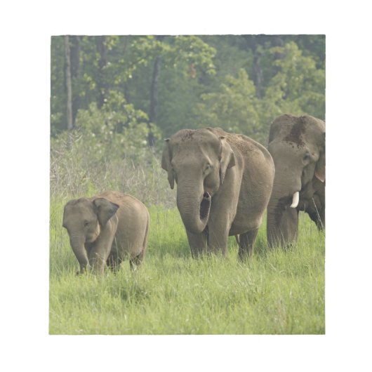 indische Elefantenfamilie Notizblock (Vorderseite)