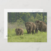 indische Elefantenfamilie Postkarte (Vorne/Hinten)