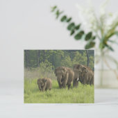indische Elefantenfamilie Postkarte (Stehend Vorderseite)