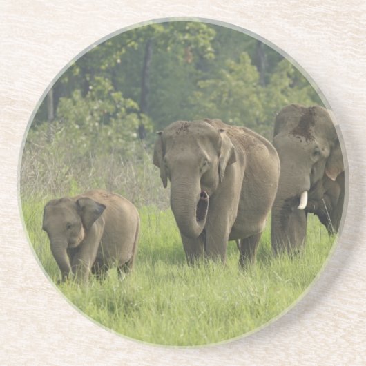 indische Elefantenfamilie Sandstein Untersetzer (Vorne)