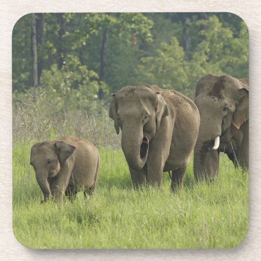 indische Elefantenfamilie Untersetzer (Vorderseite)