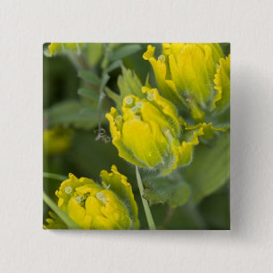 Indische Goldene Pinselbürste Castilleja Button