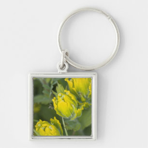 Indische Goldene Pinselbürste Castilleja Schlüsselanhänger