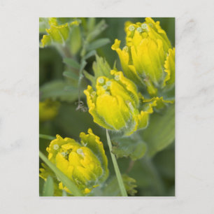 Indische Goldpinsel Castilleja Postkarte
