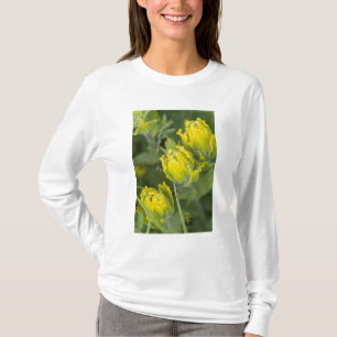 Indische Goldpinsel Castilleja T-Shirt