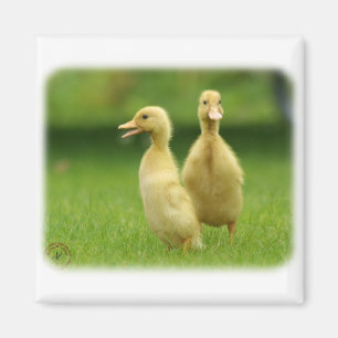 Indische Läufer-Entlein 9W029D-024 Magnet