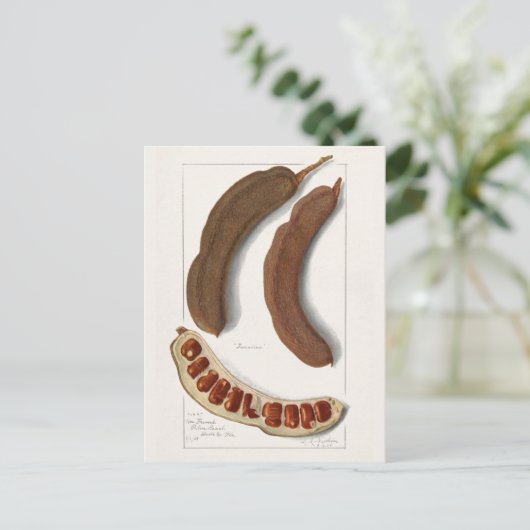 Indische Malerei Tamarind (Tamarindus Indica) Postkarte (Stehend Vorderseite)
