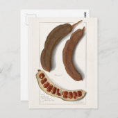 Indische Malerei Tamarind (Tamarindus Indica) Postkarte (Vorne/Hinten)