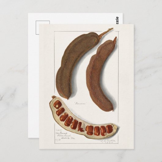 Indische Malerei Tamarind (Tamarindus Indica) Postkarte (Vorne/Hinten)