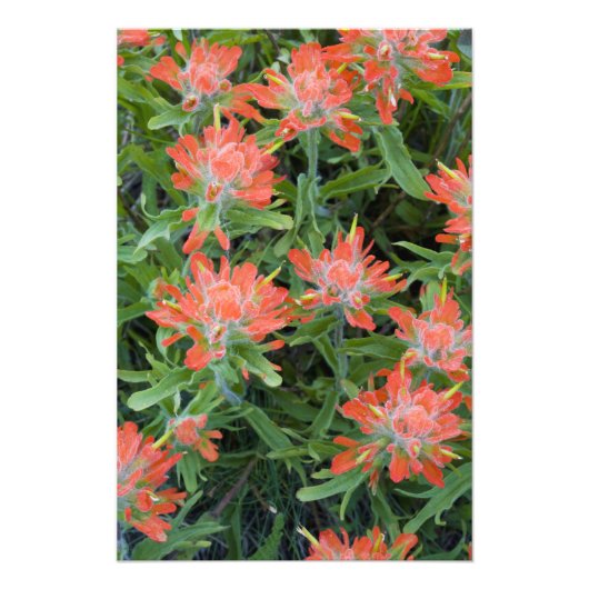 Indische Malerpinsel-Wildblumen in den vielen Fotodruck (Vorne)