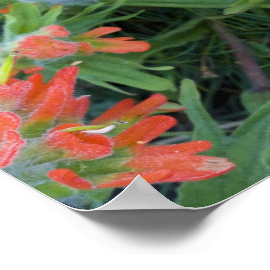 Indische Malerpinsel-Wildblumen in den vielen Poster (Ecke)