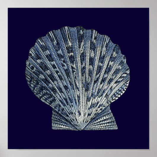 Indische Muscheln VIII Poster (Vorne)