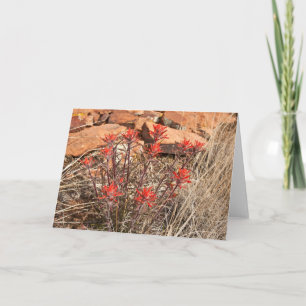 Indische Paint Brush Blüten Karte