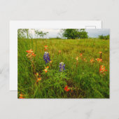 Indische Pinsel und Bluebonnets, Ennis, TX Postkarte (Vorne/Hinten)