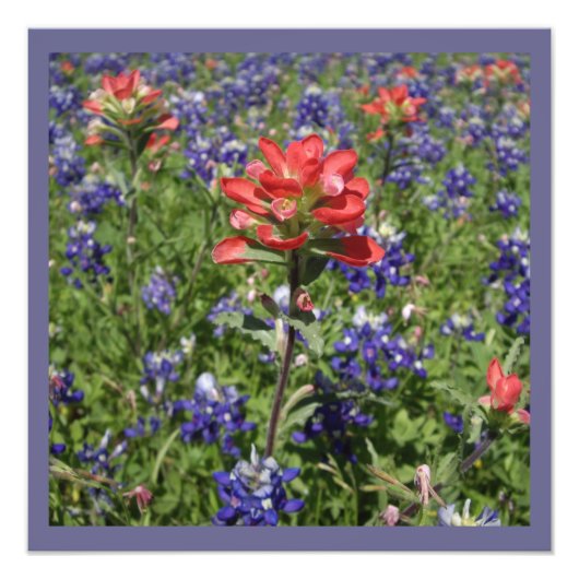 Indische Pinsel und Texas Bluebonnets Fotodruck (Vorne)